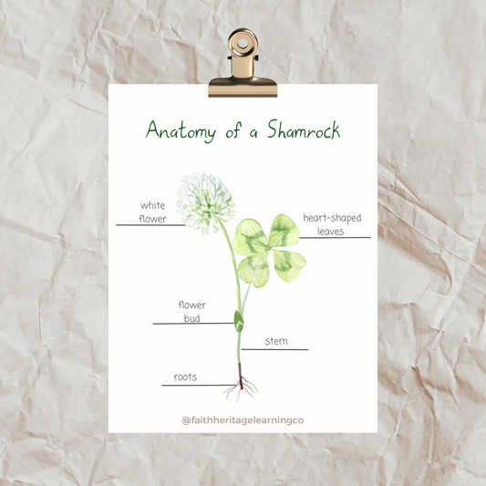 Anatomy of a Shamrock